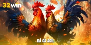 Đá Gà Asil Siêu Ấn Tượng - Bí Kíp Tham Gia Cá Cược Chuẩn Xác