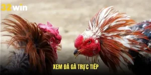 Xem Đá Gà Trực Tiếp Tại 32WIN - Review Chi Tiết Dành Cho Newbie